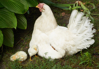 Chicks near the hen and under its wing