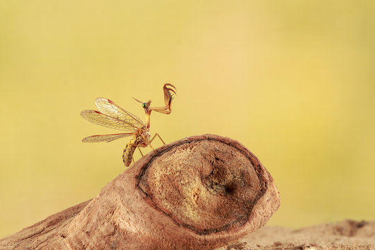 closeup mantispa hunts on driftwood in desert