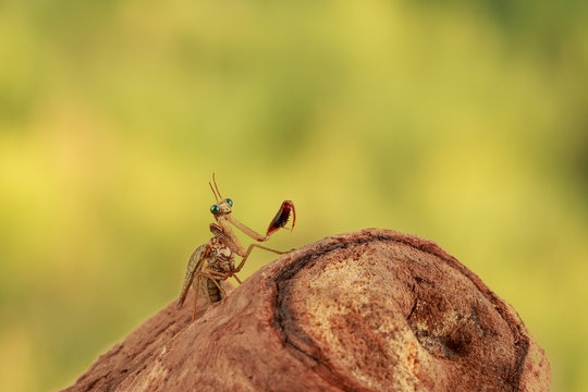 closeup mantispa hunts on driftwood in desert