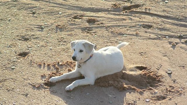 Cute puppy fawning and lay down on beach