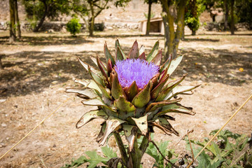 Blühende Artischocke