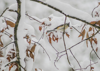 Tufted titmouse looking out.