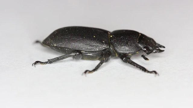 Lesser Stag Beetle on white Background  -  Dorcus parallelipipedus (Linnaeus, 1758) 