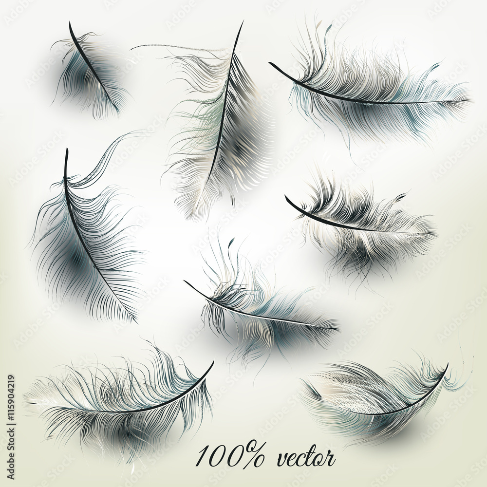 Poster set of vector realistic feathers