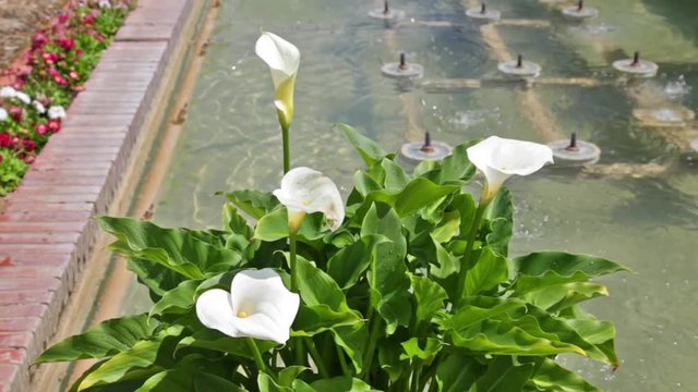 Close up of fountain flowers in the gardens of Alcazar de los Reyes Cristianos, Cordoba, Spain.