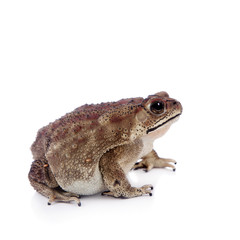 Asian common toad on white background