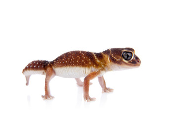 Smooth Knob-tailed Gecko on white