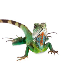 Naklejka premium The Australian water dragon on white background