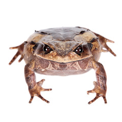 Annam spadefoot toad on white