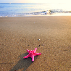 sea shells with yellow sand and sea as background
