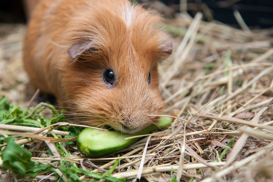 Red Guinea Pig Eating Cucumber.