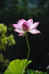 Fototapeta premium Beautiful blossoming lotus in summer 