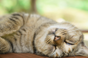 Cute sleeping cat