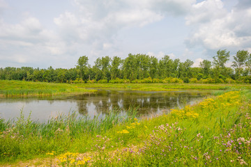 The shore of a lake in summer