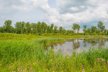 The shore of a lake in summer
