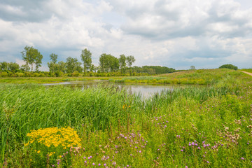 The shore of a lake in summer