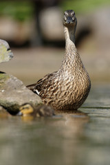 Mallard, Duck, Anas platyrhynchos - Nestling with female.