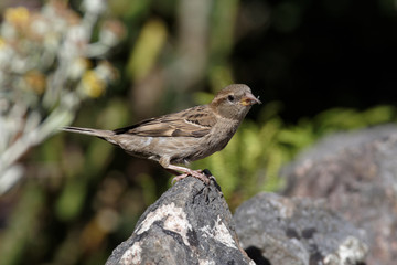 House Sparrow, Sparrow, Passer domesticus