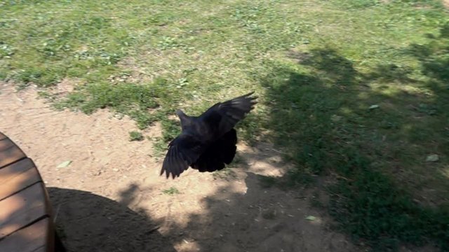 Flying pigeon, slow motion 480 fps, HD footage