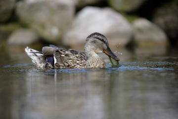 Mallard, Duck, Anas platyrhynchos - female.