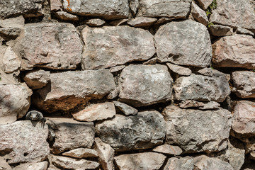 Fototapeta premium Can you find the iguana?