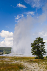 Yellowstone National Park, Wyoming, USA