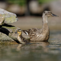 Mallard, Duck, Anas platyrhynchos - Nestling with female.