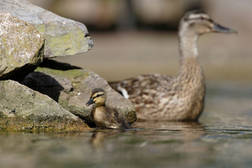 Mallard, Duck, Anas platyrhynchos - Nestling with female.