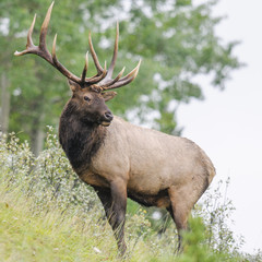 Elk  (Cervus canadensis)