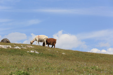 group of sheep walking on mountain top