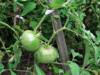 Green Tomato Plants - Unripe plants in a garden.