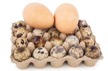chicken eggs and quail eggs