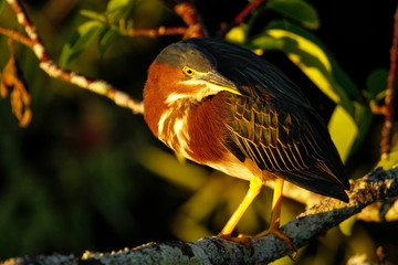 Green heron sitting on a tree
