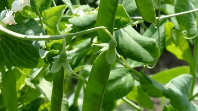 Pea pods on a bush. Pisum