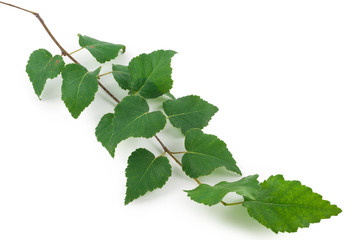 Young birch branch