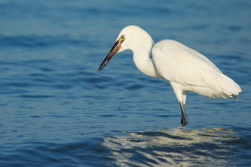Reddish egret (Egretta rufescens)