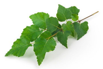 Young birch branch