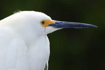 Portrait of Snowy egret