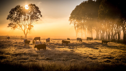 cattle in the morning - obrazy, fototapety, plakaty