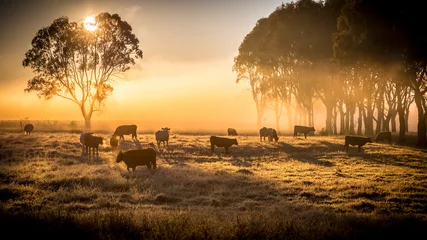 Foto auf Acrylglas Vieh am Morgen © pelooyen