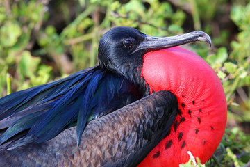 Naklejka premium Portrait of male Great Frigatebird