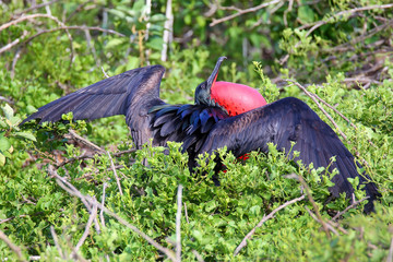 Male Great Frigatebird (Fregata minor) displaying