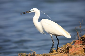 Little Egret (Egretta garzetta) in Uganda

