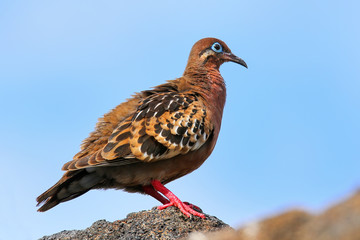 Galapagos Dove on Genovesa Island, Galapagos National Park, Ecua