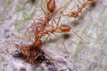 Red ant working on tree