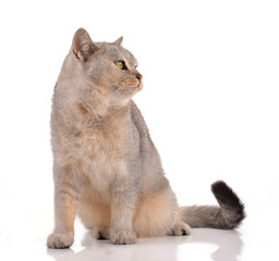 Obraz premium cat on white background.