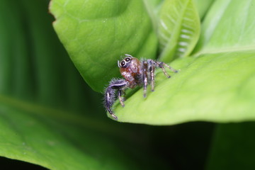 Jump spider on the treee