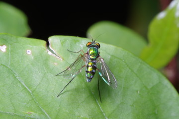 Naklejka premium Small Fly and insect in the garden