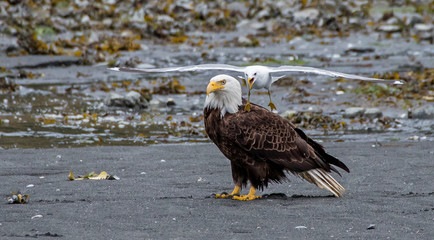 Gull harassing a bald eagle