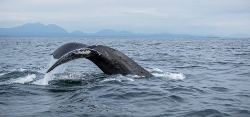 Humpback Whale Fluke